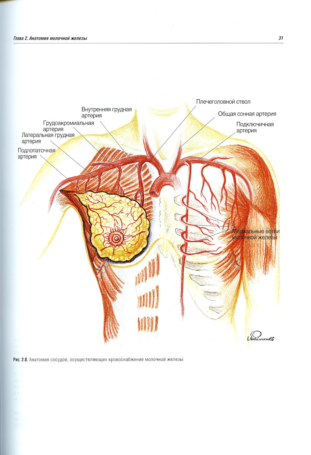 Онкопластическая хирургия молочной железы