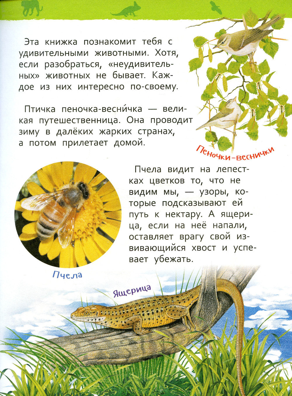 Удивительные животные