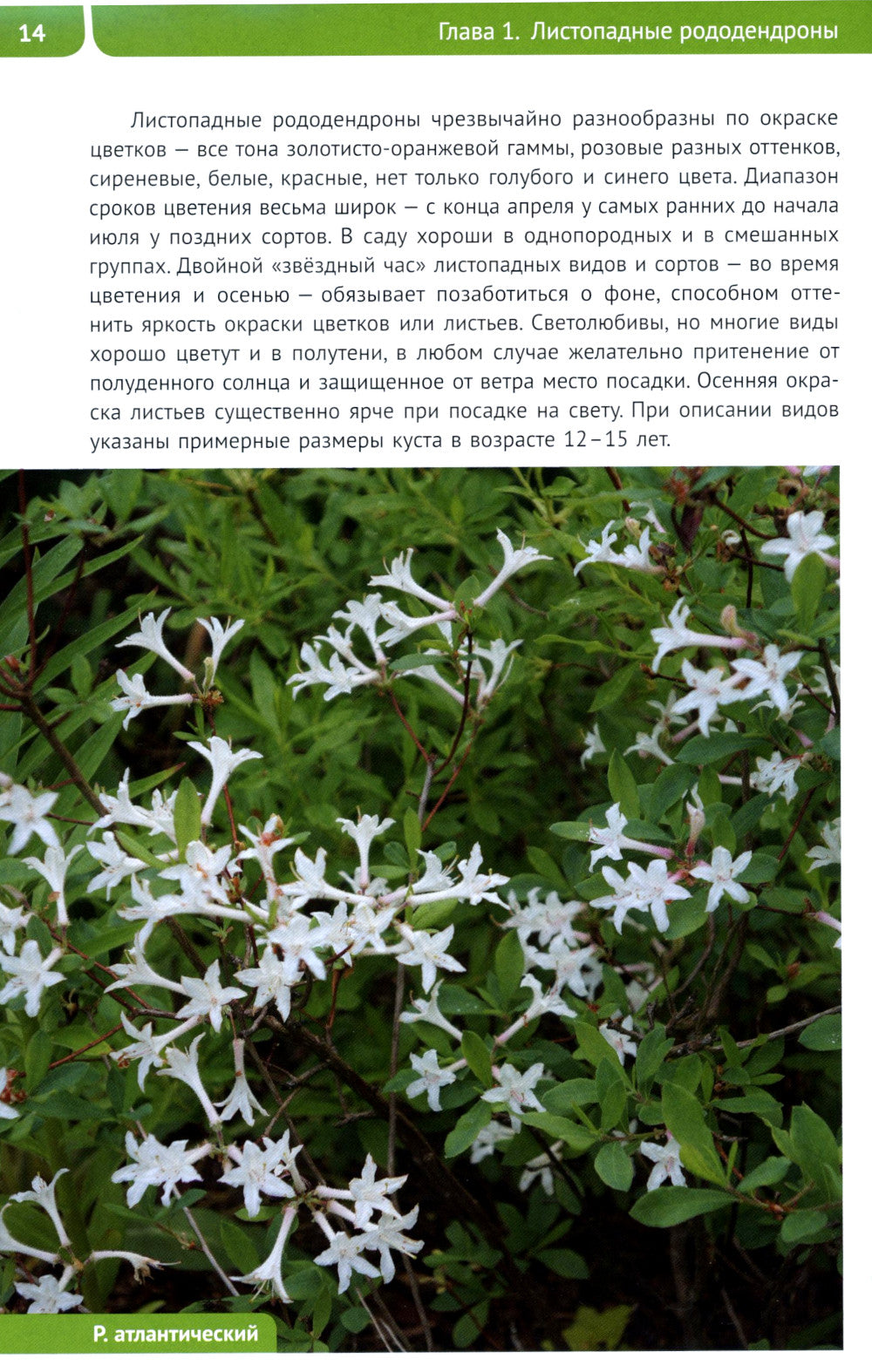 Rododendrons pour Severo-Zapada