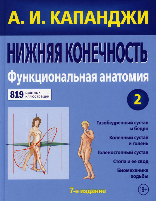 Нижняя конечность. Anatomie fonctionnelle. Т. 2. 7-ème jour