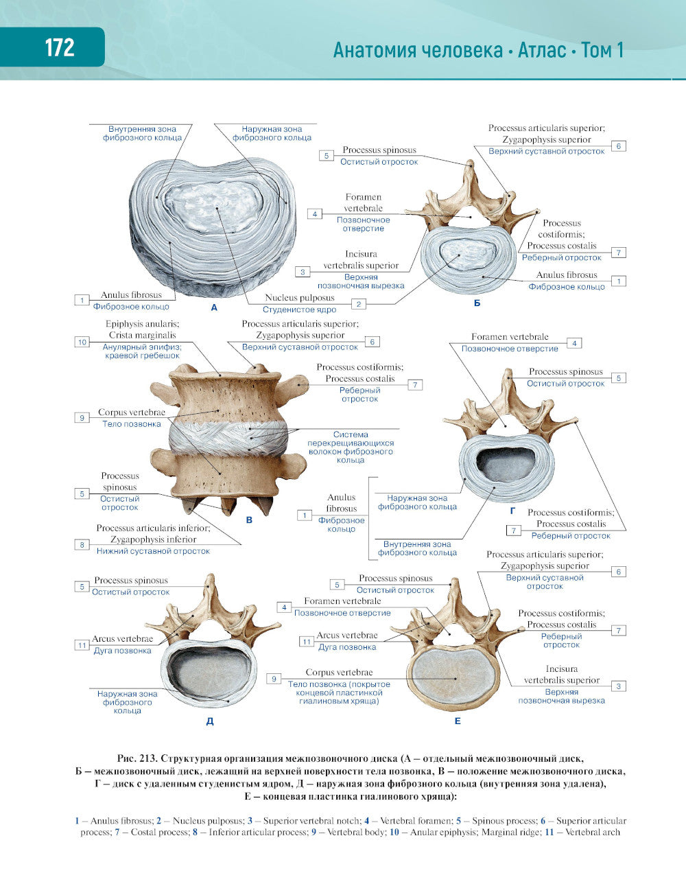 Анатомия человека.  Атлас. В 3 т. Т. 1: Опорно-двигательный аппарат. Остеология. Синдесмология. Миология: Учебное пособие