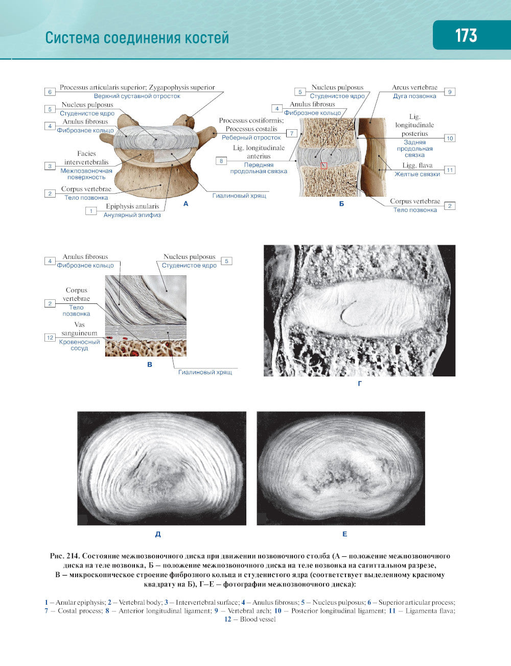Анатомия человека.  Атлас. В 3 т. Т. 1: Опорно-двигательный аппарат. Остеология. Синдесмология. Миология: Учебное пособие
