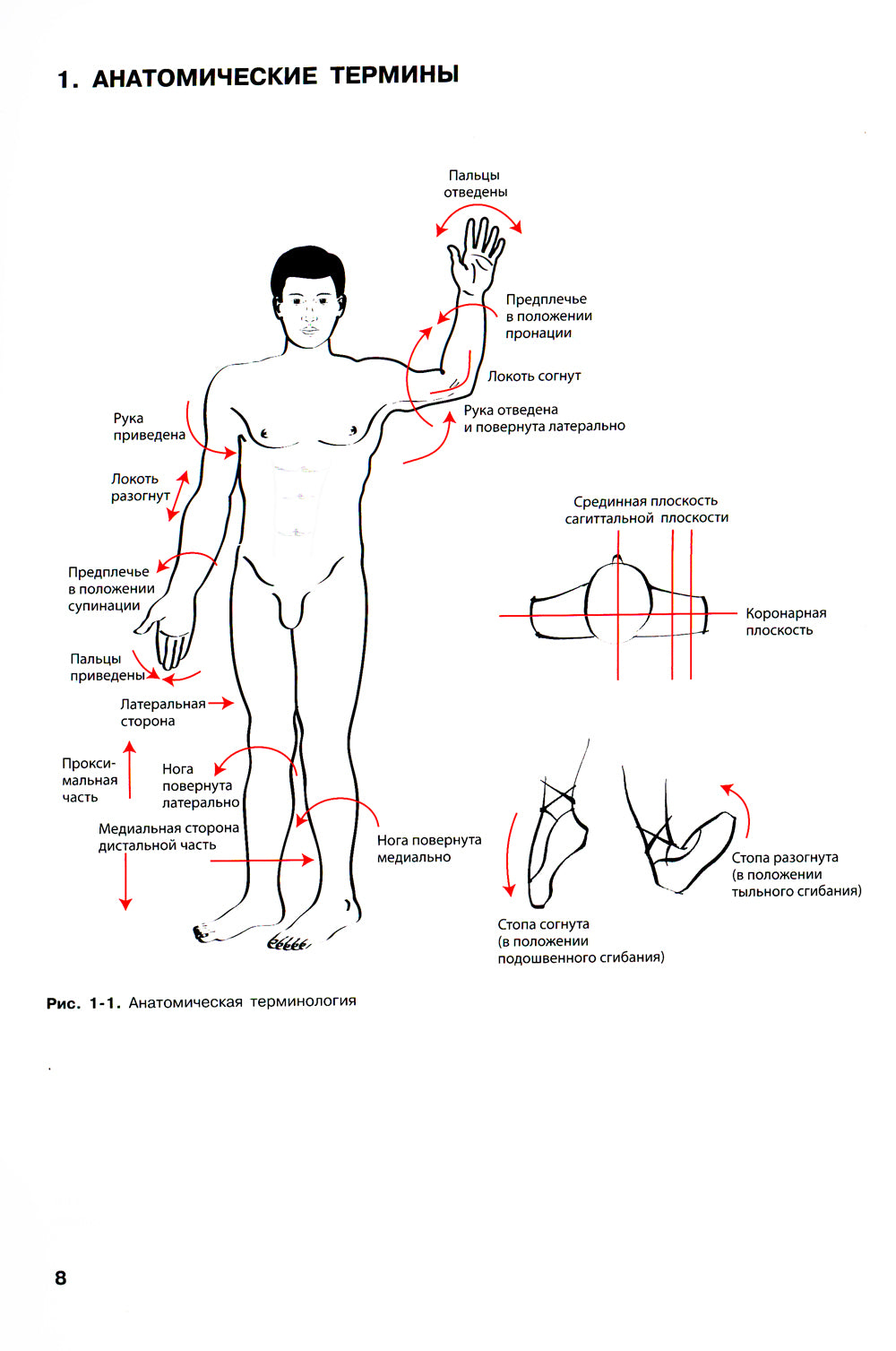 Наглядная анатомия. 3-е изд., перераб. и доп