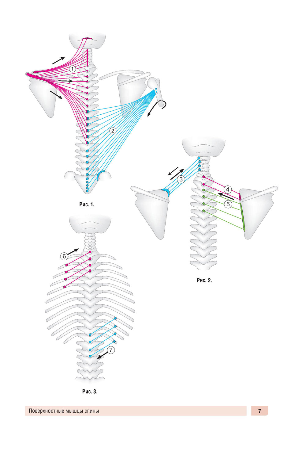 Анатомия человека: миология в схемах и таблицах: Учебное пособие