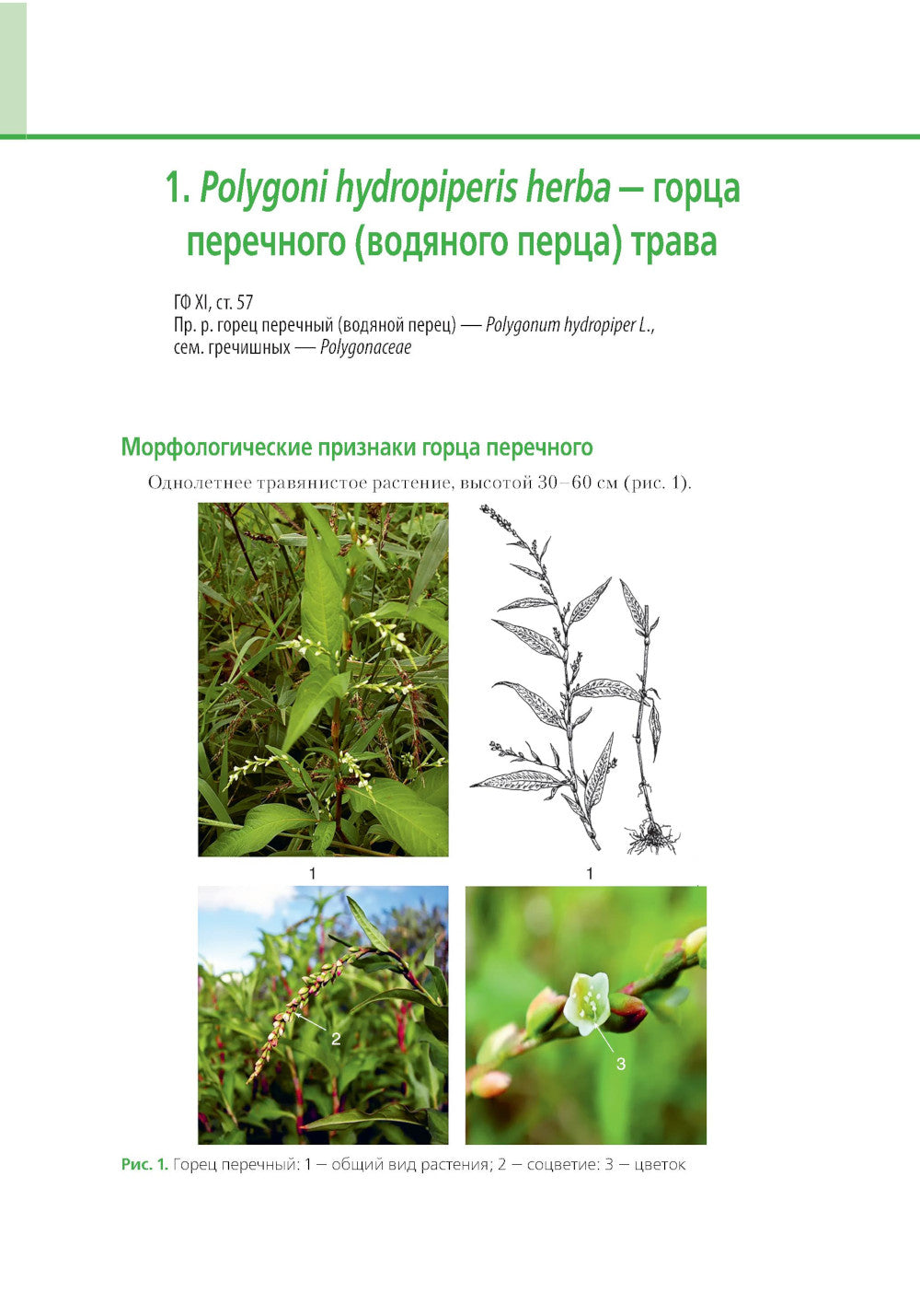 Атлас лекарственных растений и примесей к ним: Учебное пособие.