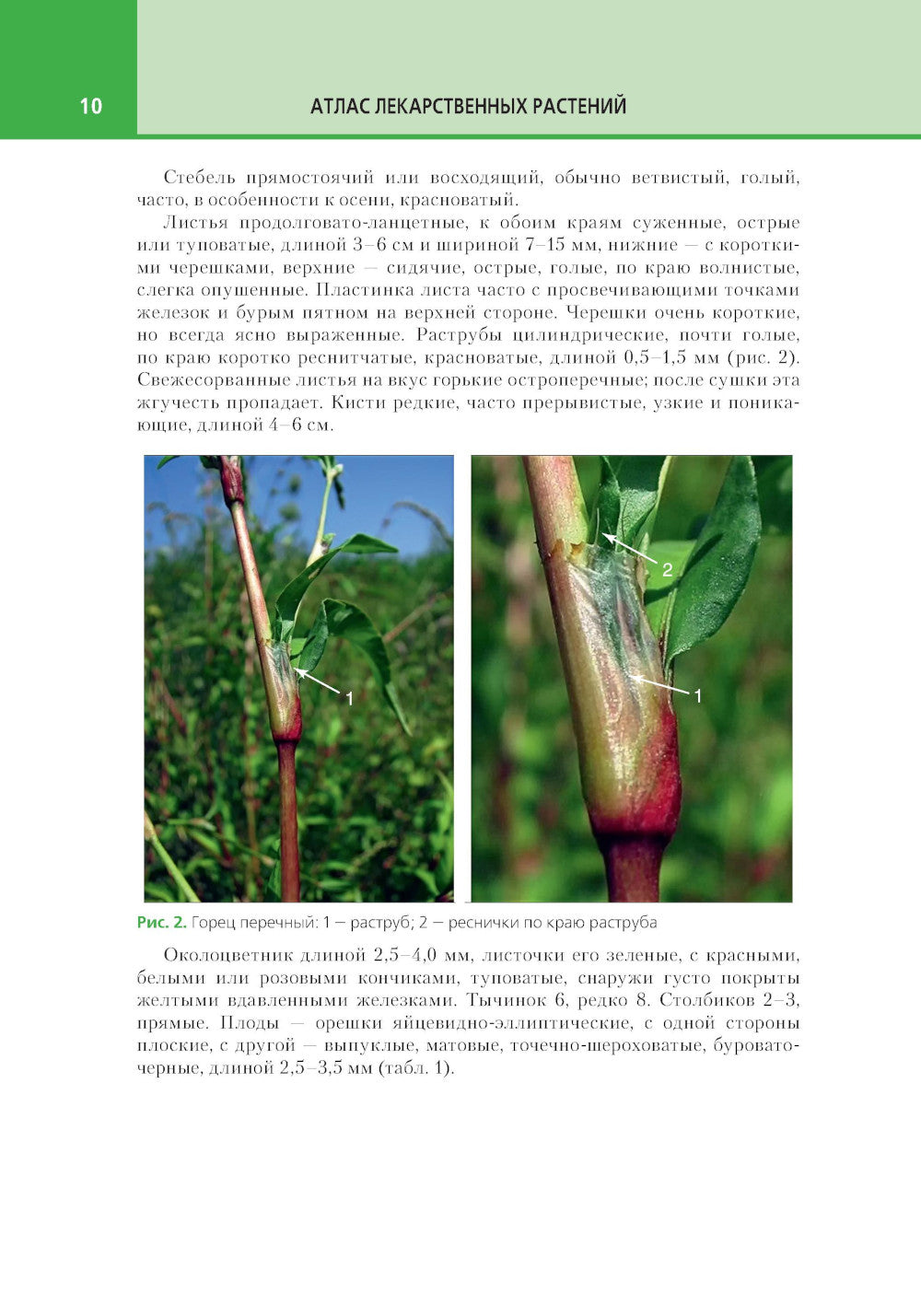 Атлас лекарственных растений и примесей к ним: Учебное пособие.