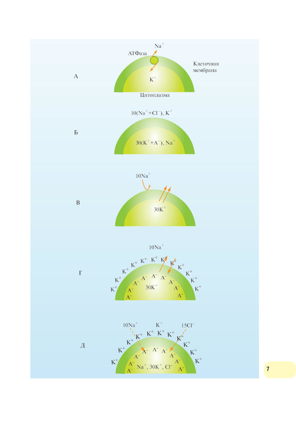 Физиология человека. Атлас движущих схем: Учебное пособие. 2-е изд., испр. и доп