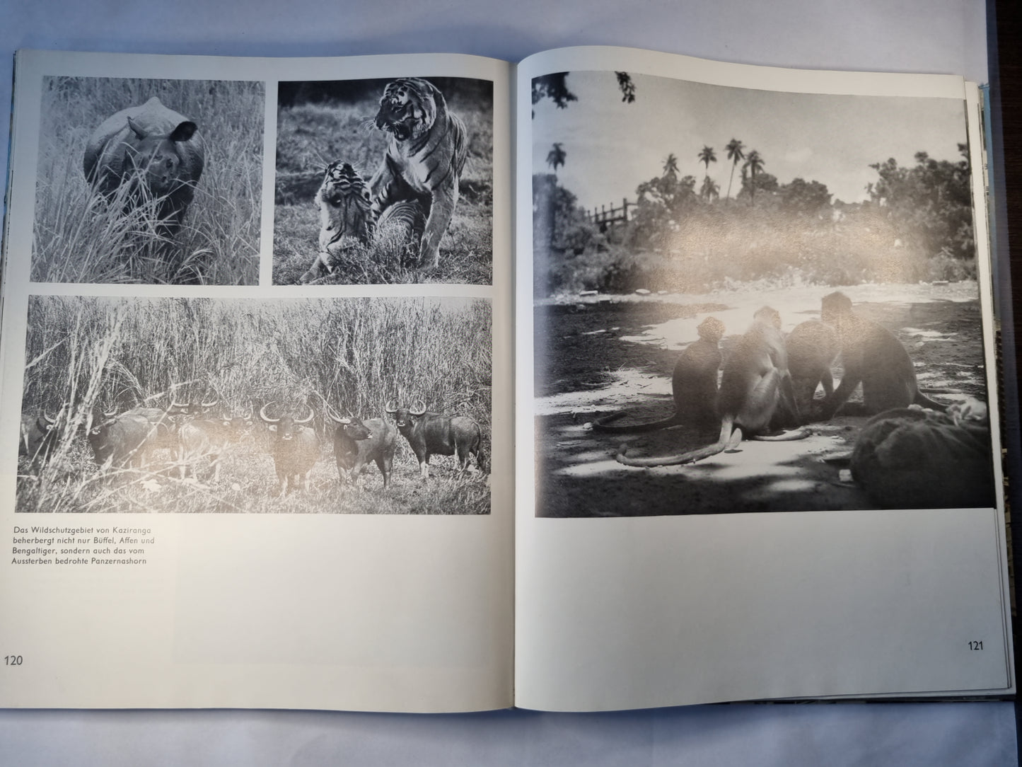 Индийский (GER)