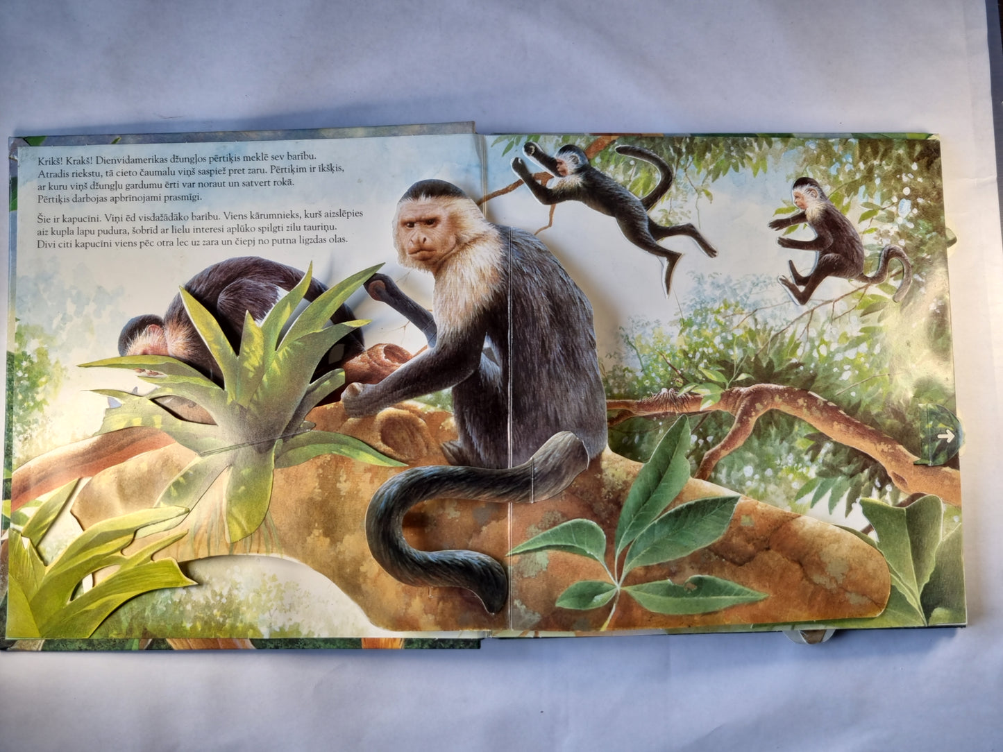 Apbrīnojamie pērtiķi