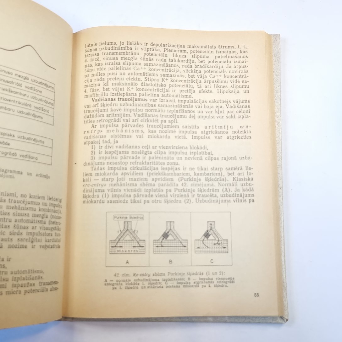 Elektrokardiogrāfijas pamati