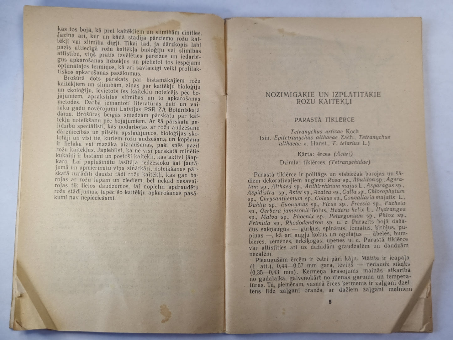 Rožu kaitēkļi un slimības