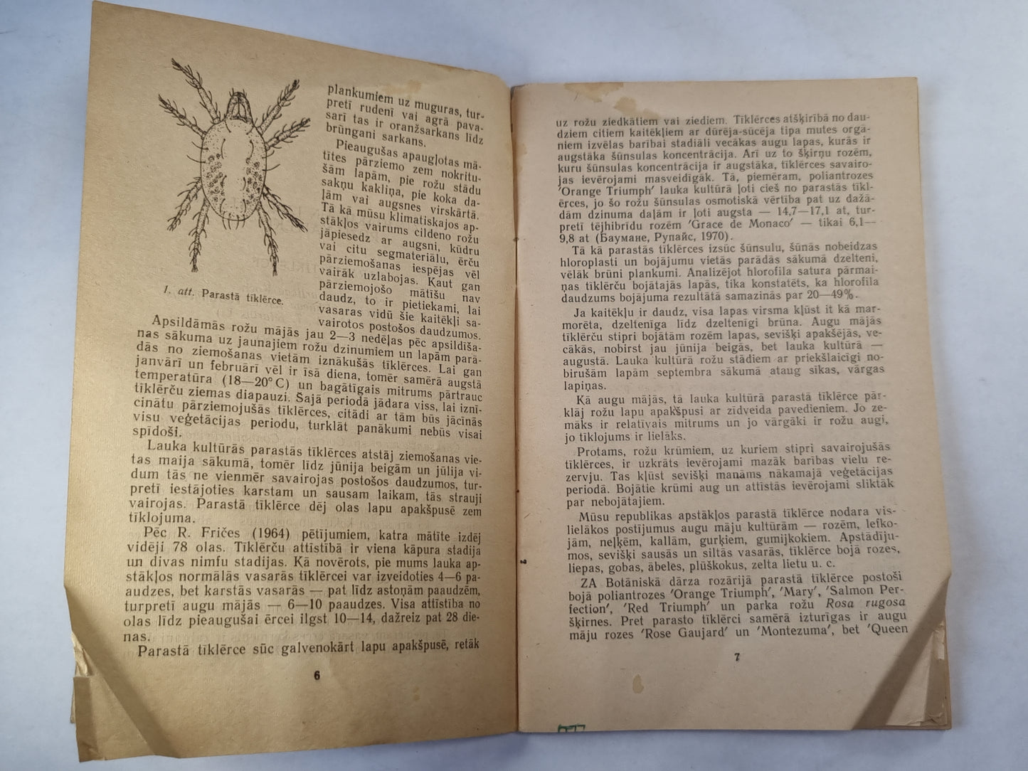 Rožu kaitēkļi un slimības