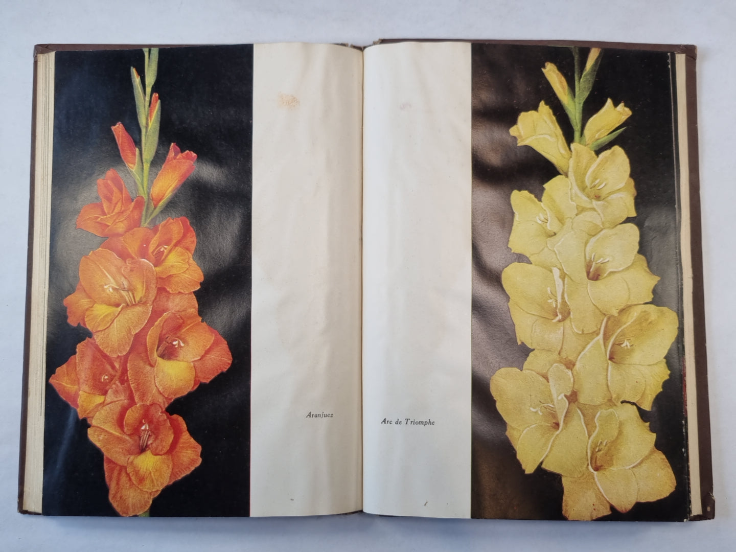 Гладиолусы