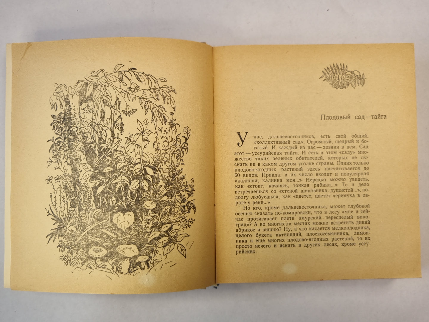 Дары Уссурийской тайги