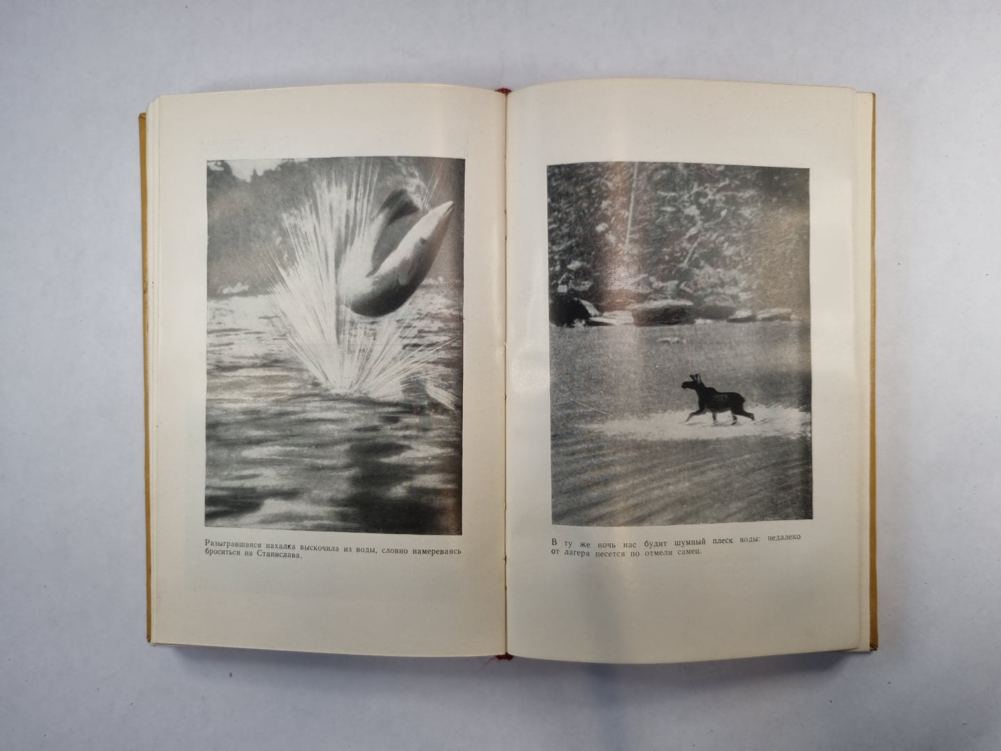 Зов Амазонки