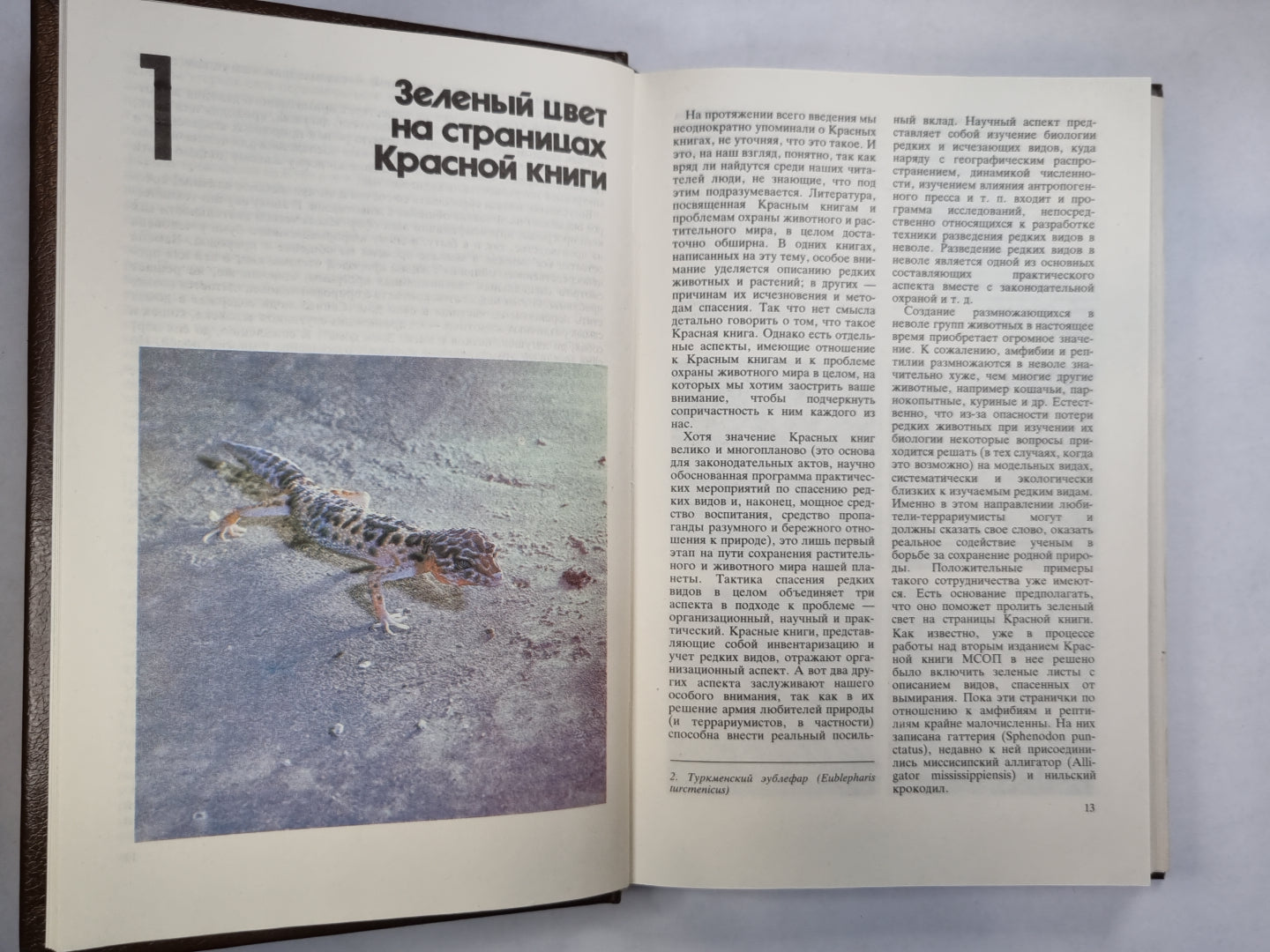 Террариум и его обитатели