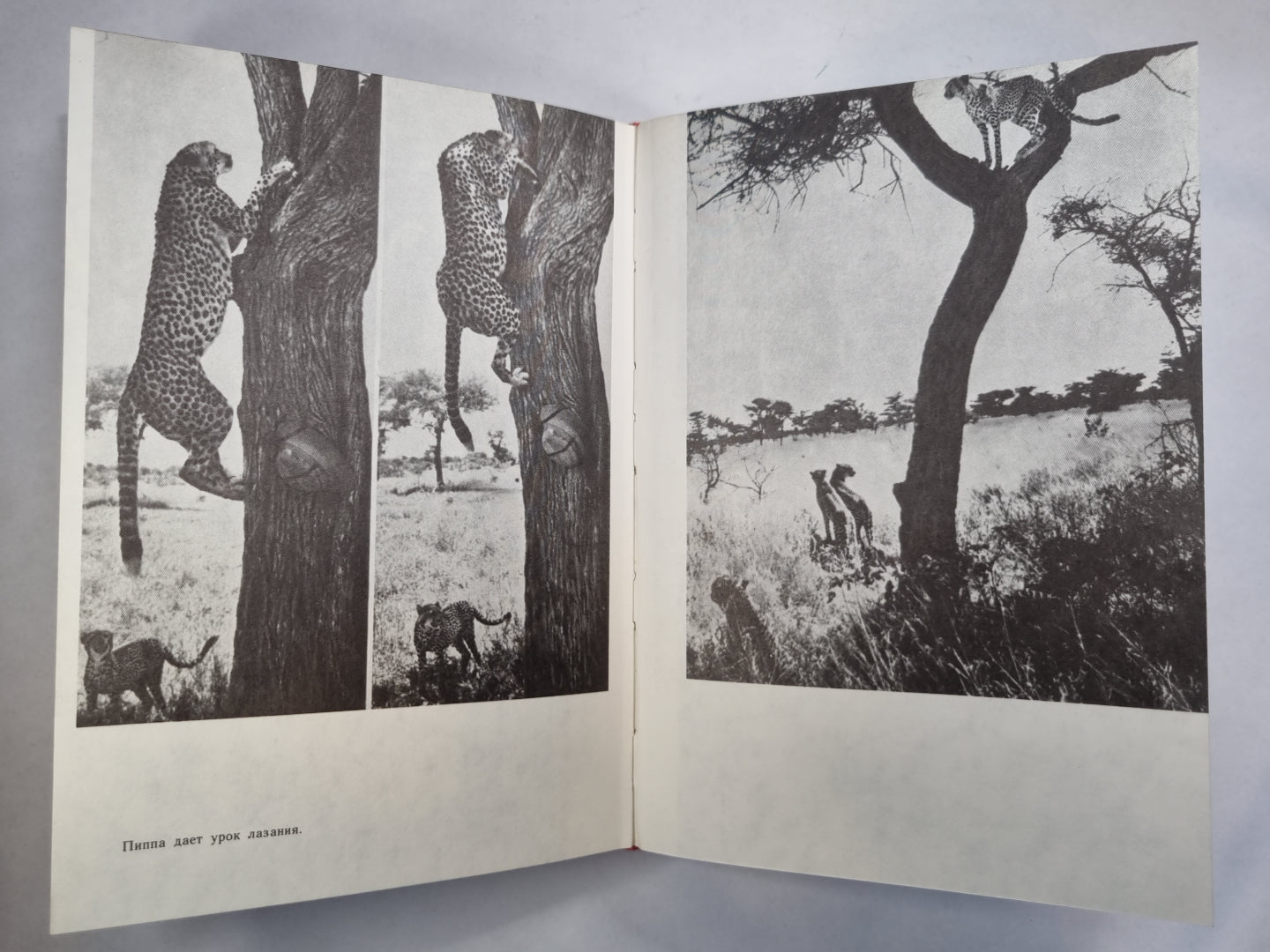 Пятнистый сфинкс. Пиппа бросает вызов