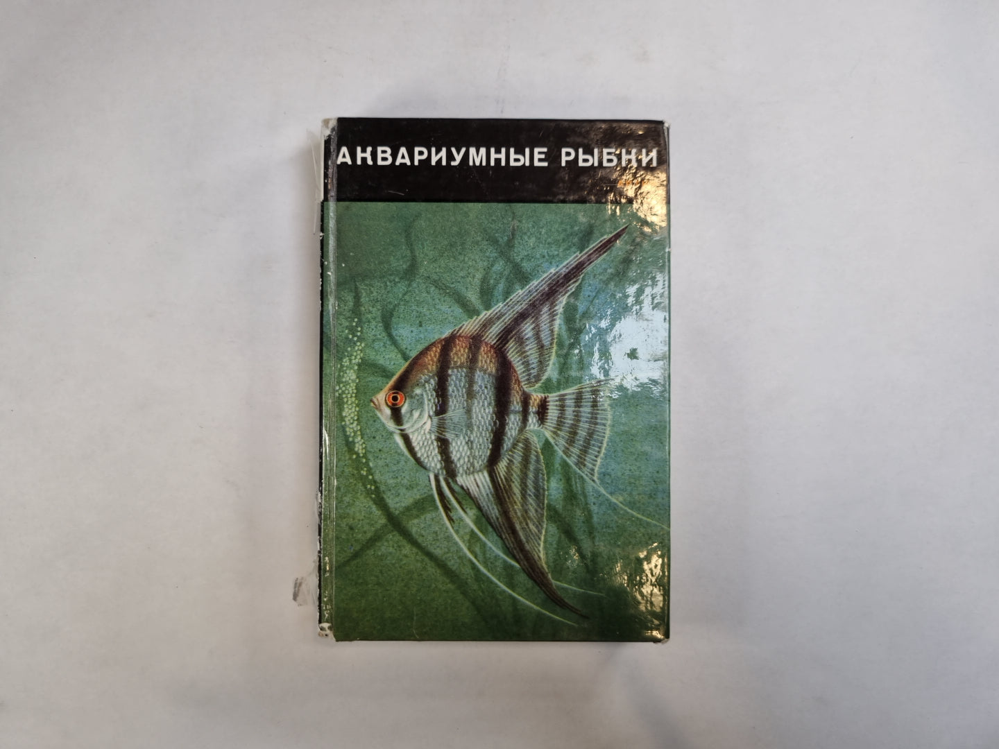 Аквариумные рыбки