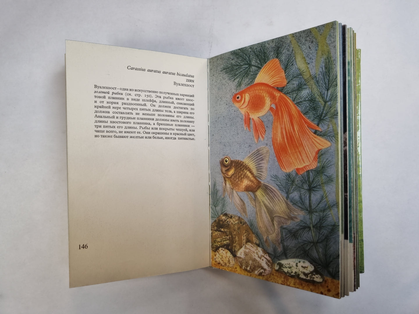 Аквариумные рыбки