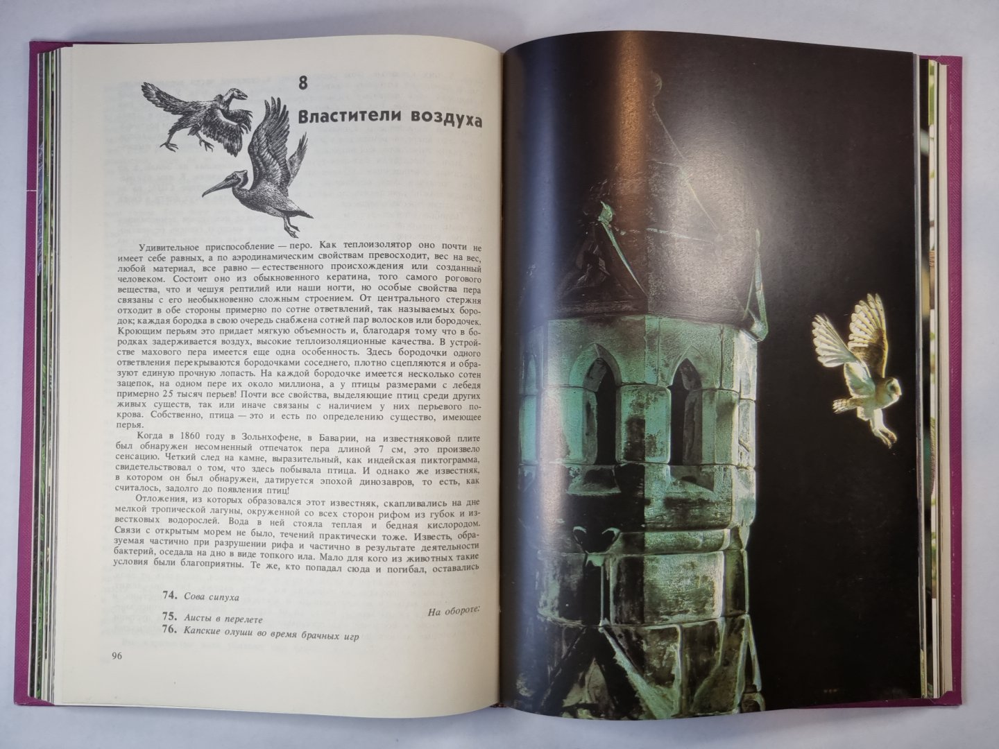 Жизнь на земле. Естественная история