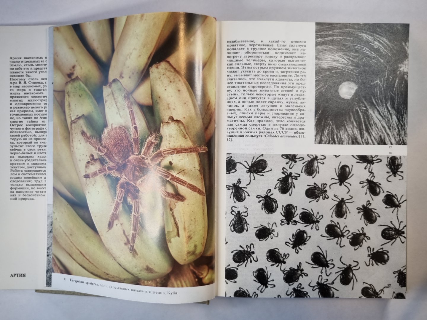 Иллюстрированная энциколпедия насекомых