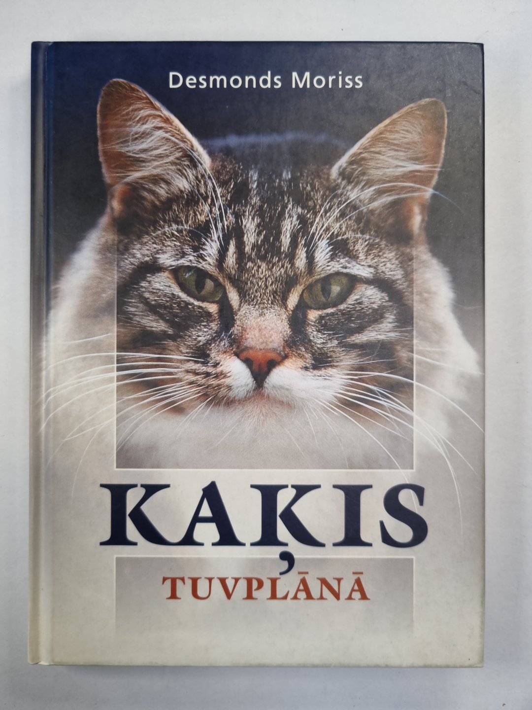 Kaķis tuvplānā