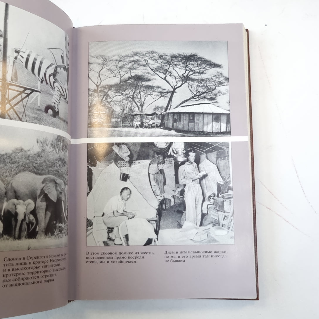 Серенгети не должен умереть. Не щадя сил