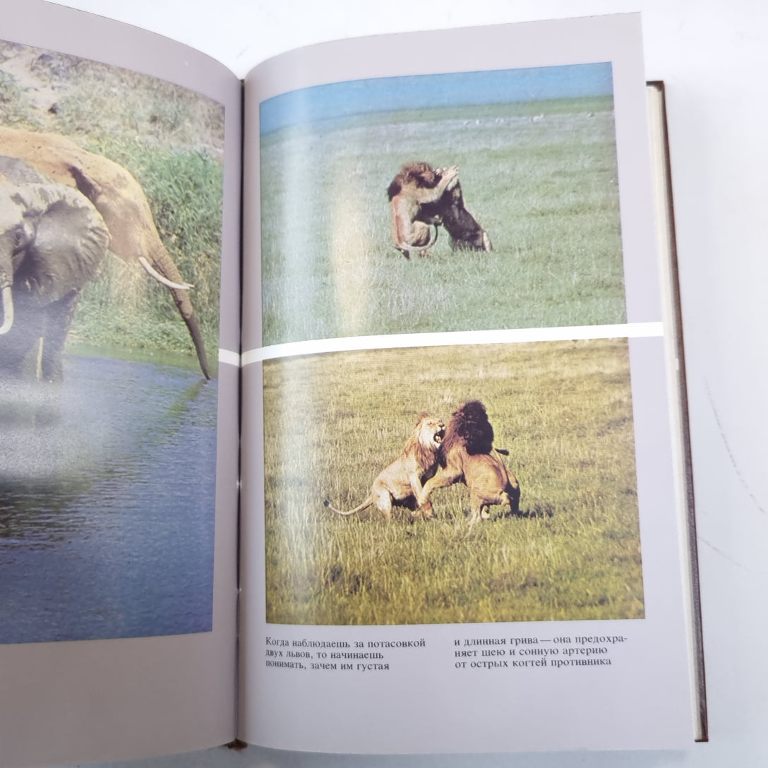 Серенгети не должен умереть. Не щадя сил