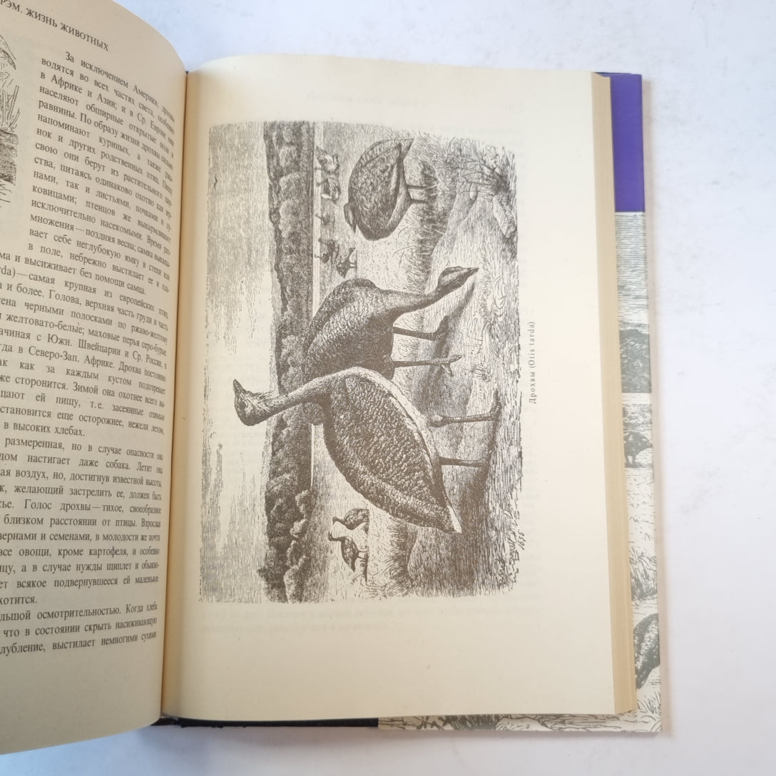 Жизнь животных. Птицы. Том 2