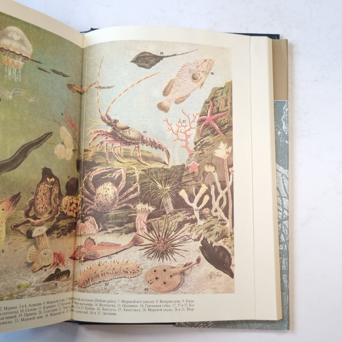 Жизнь животных. Пресмыкающиеся. Земноводные. Рыбы. Беспозвоночные. Том 3