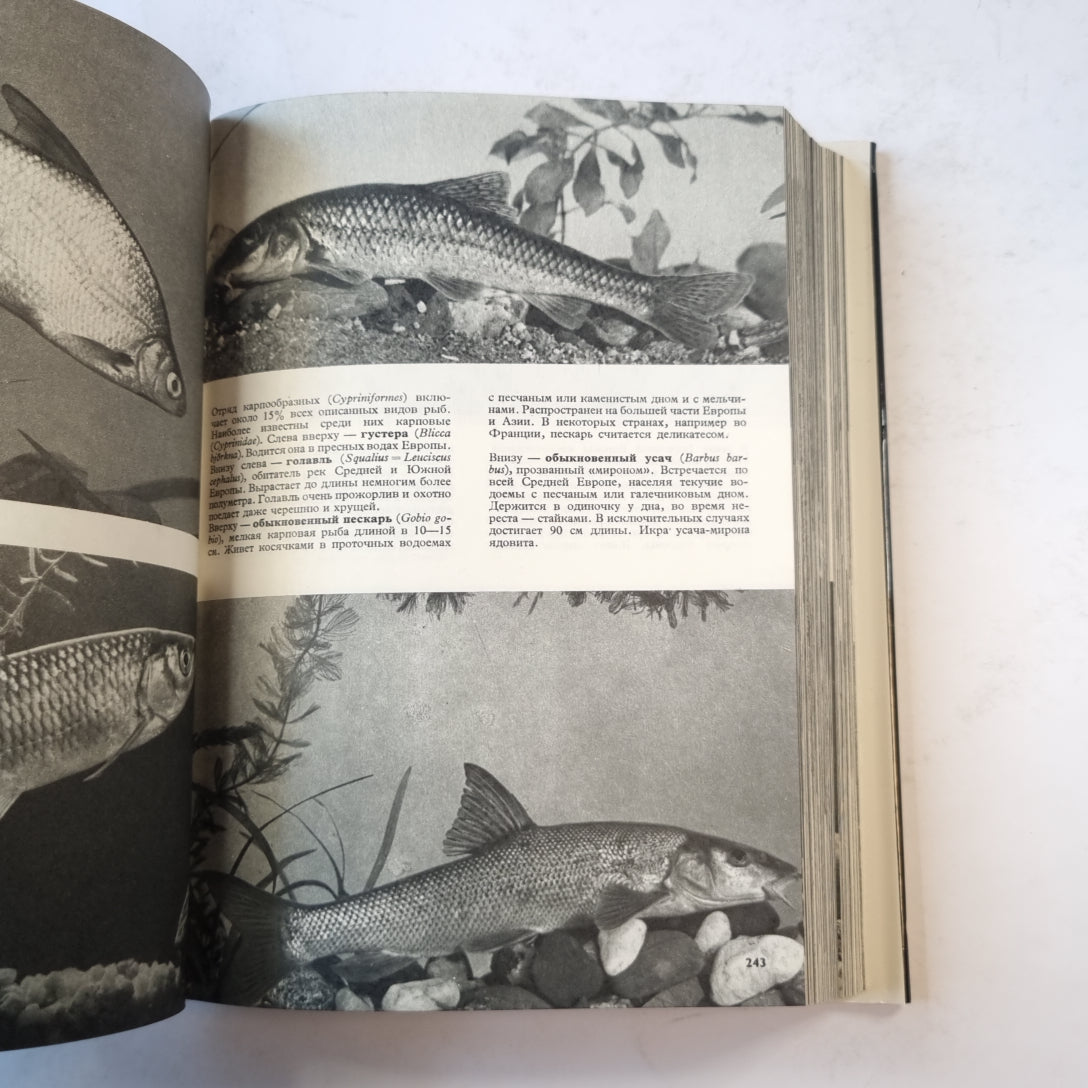 Иллюстрированная энциклопедия животных