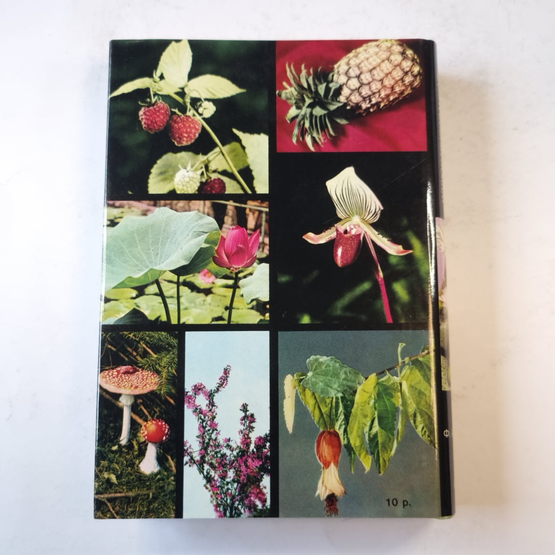 Иллюстрированная энциклопедия растений