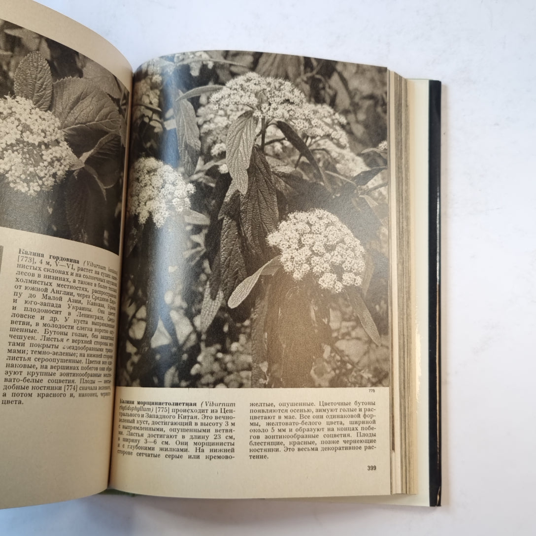 Иллюстрированная энциклопедия растений