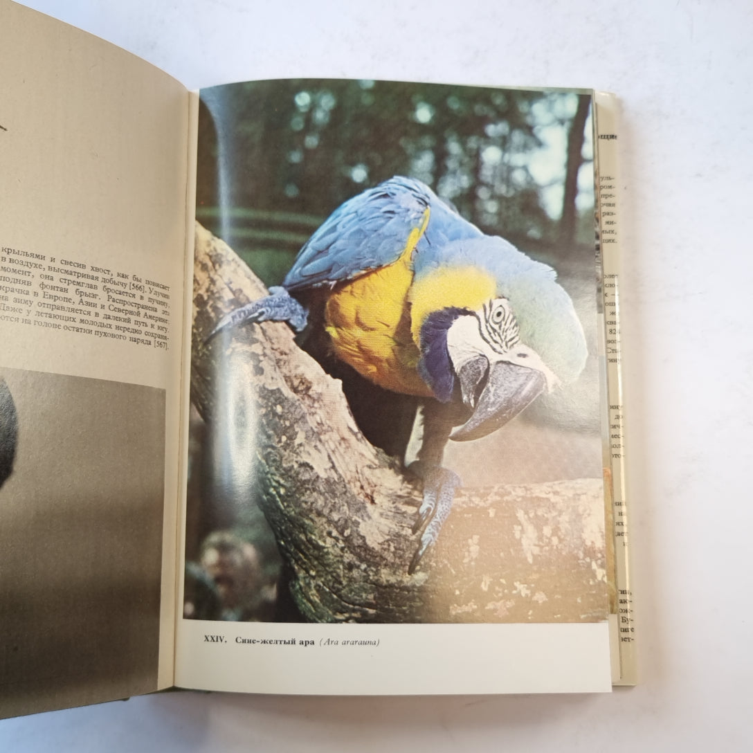 Иллюстрированная энциклопедия птиц