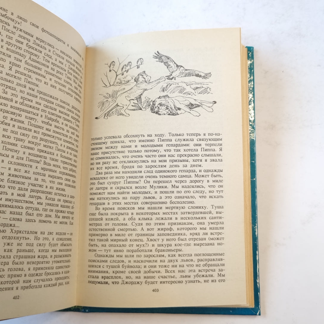 Пятнистый сфинкс (Зеленая серия)