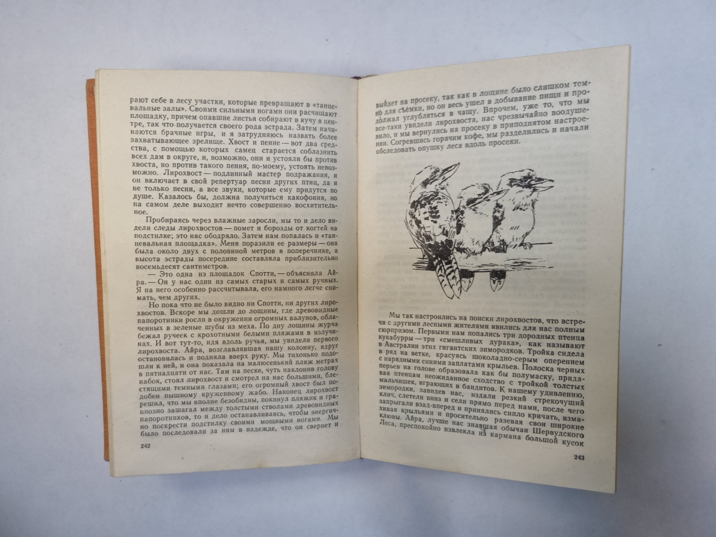Три билета до Эдвенчер. Путь кенгуренка