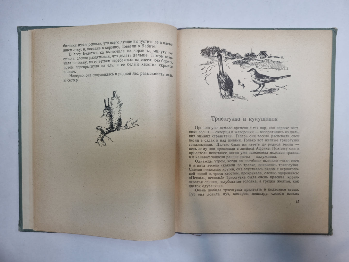 Белочка Белохвостка