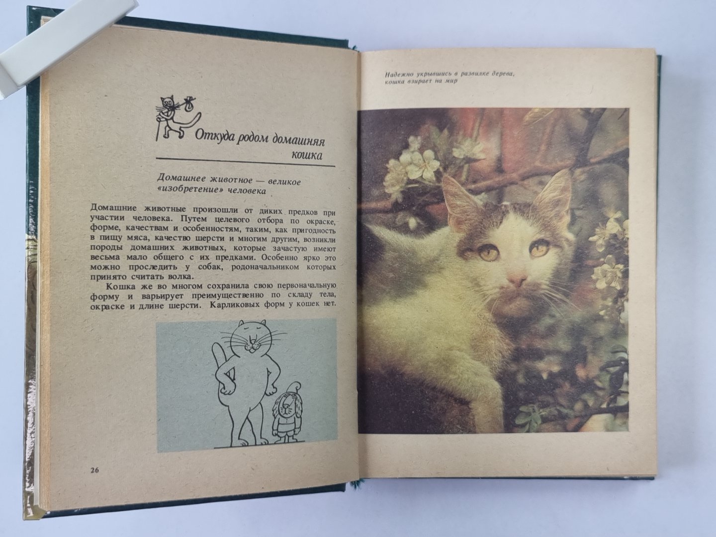 Советы любителям кошек