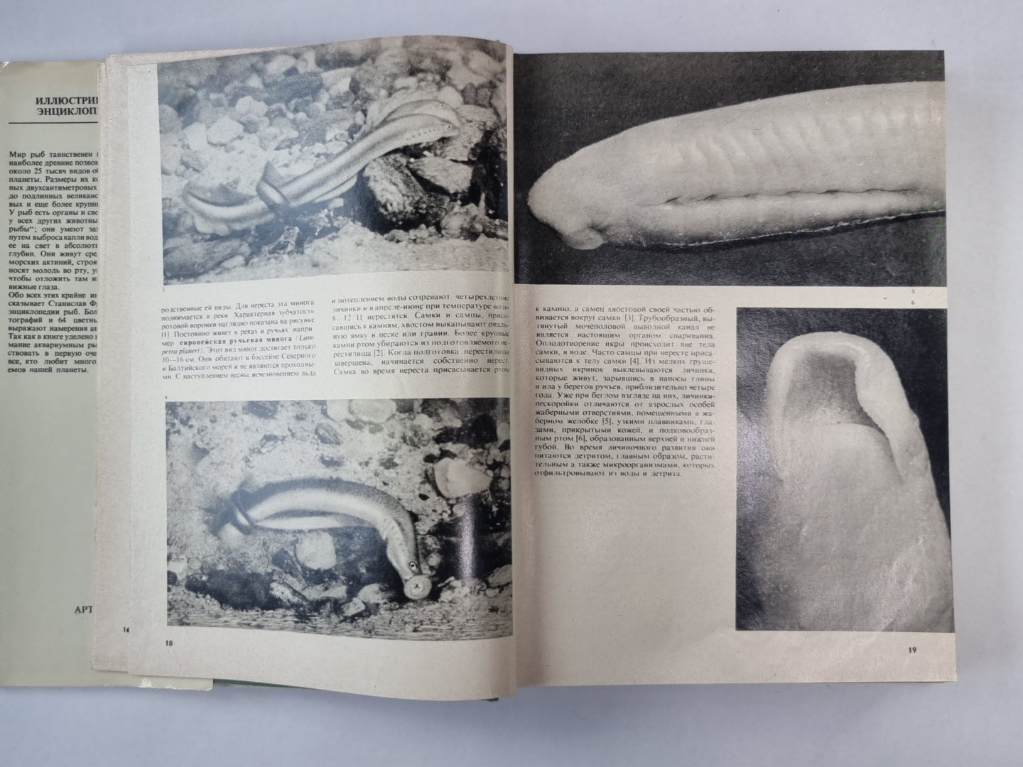 Иллюстрированная энциклопедия рыб