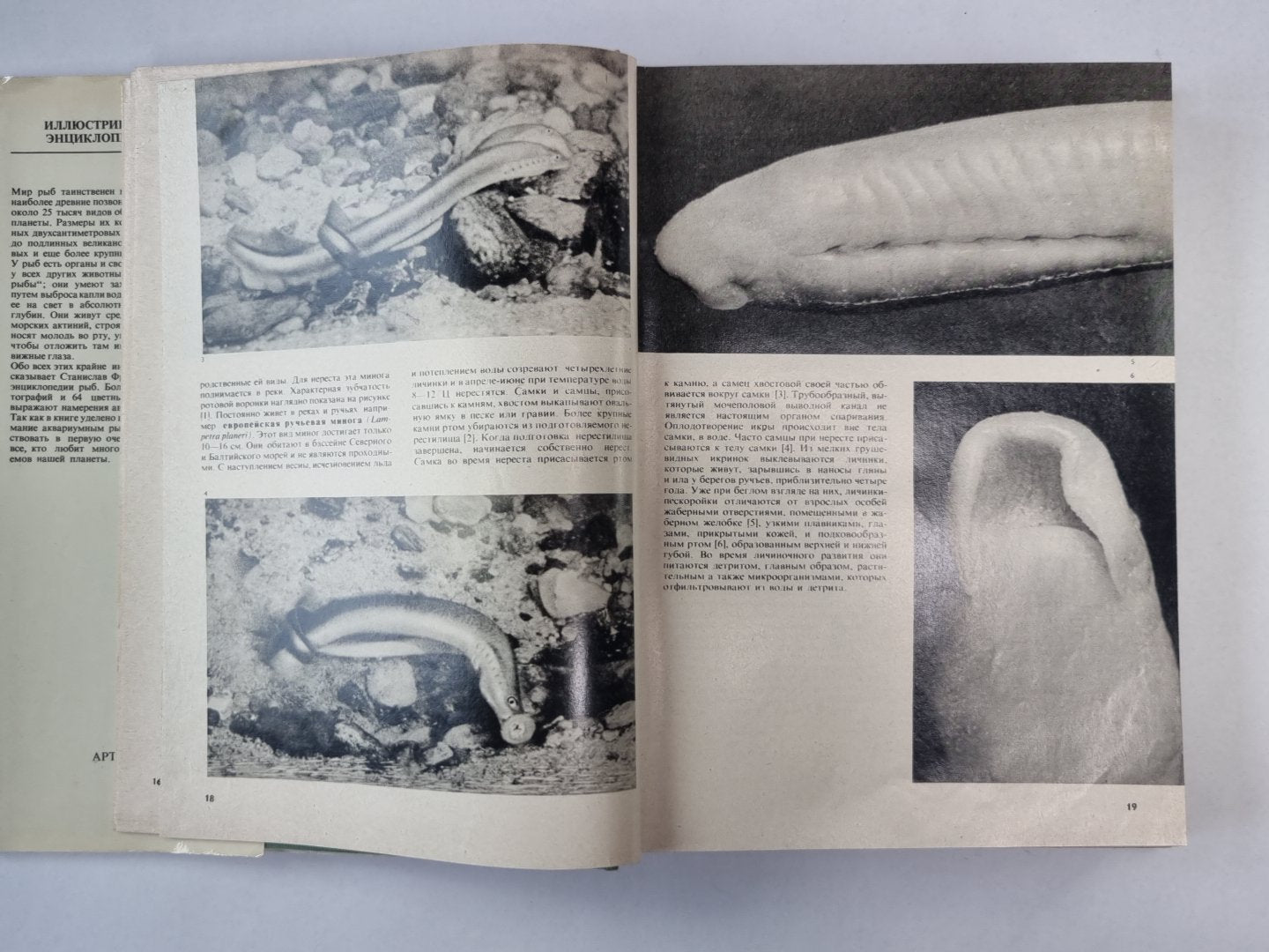 Иллюстрированная энциклопедия рыб