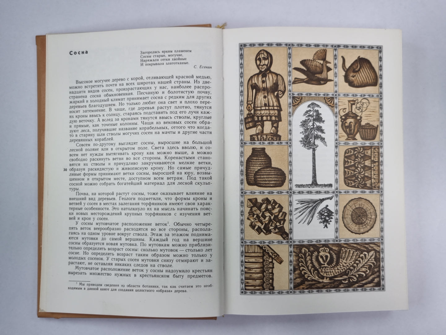 Волшебный мир дерева