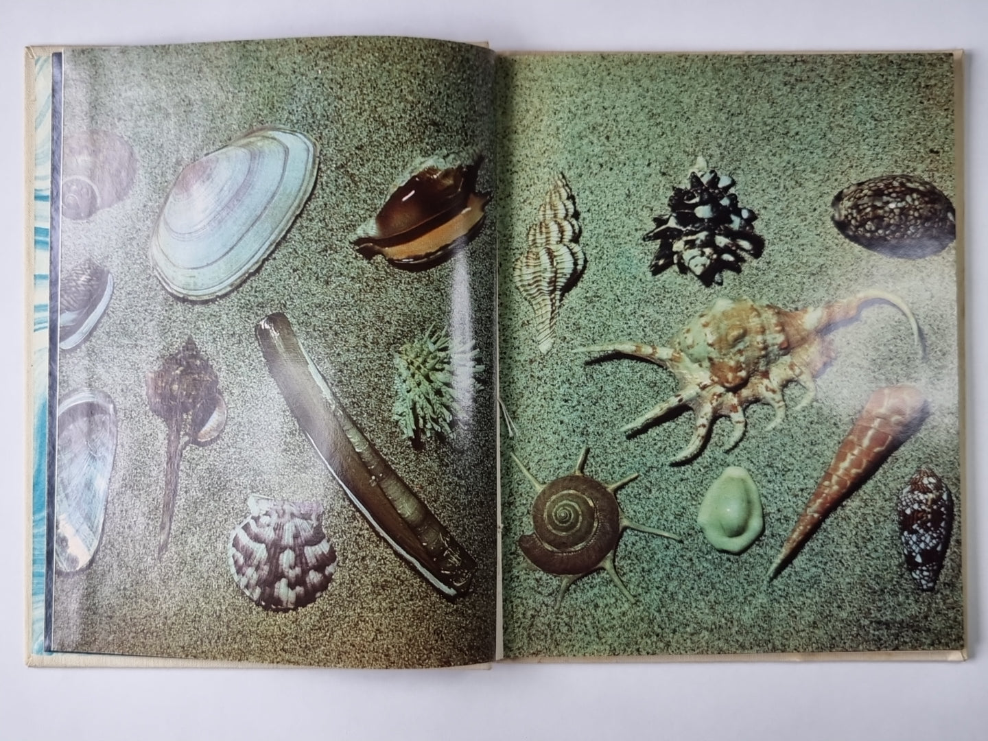 О чем поют ракушки