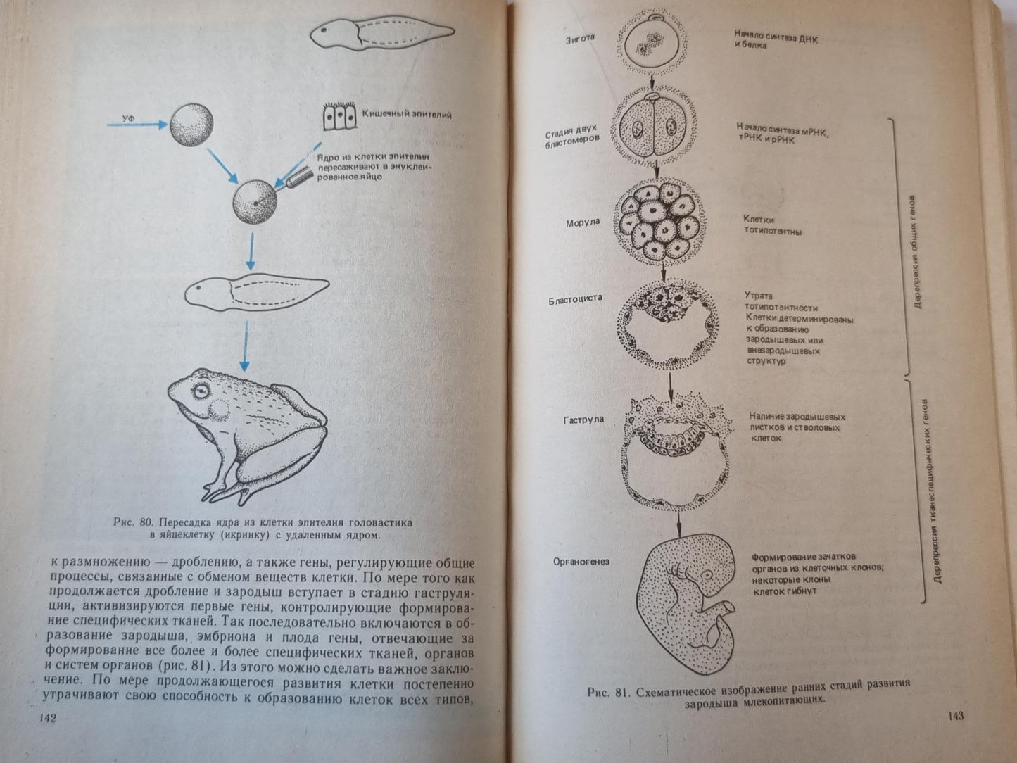 Рождение человека