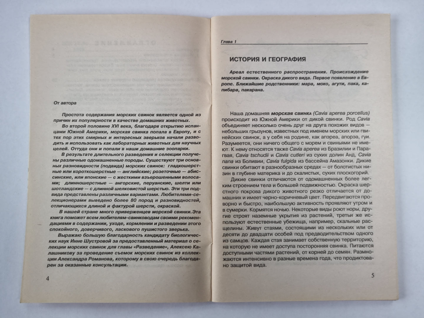 Морская свинка: Животные в нашем доме