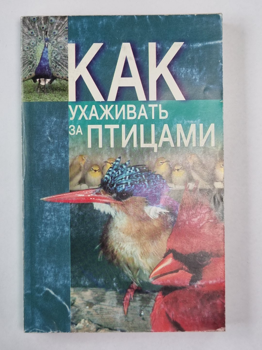 Comment s'occuper des ptitsamis