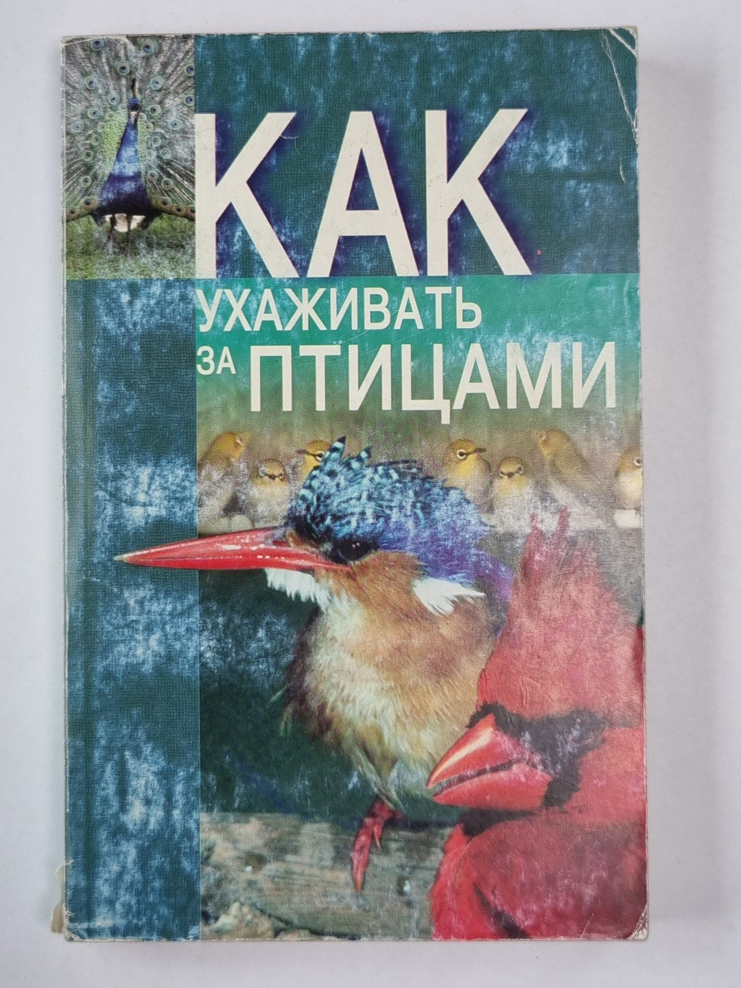 Как ухаживать за птицами