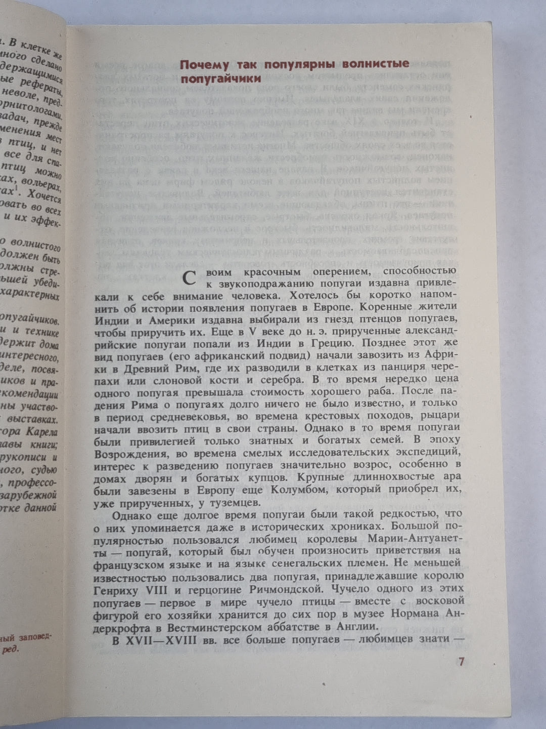 Разведение волнистых попугайчиков