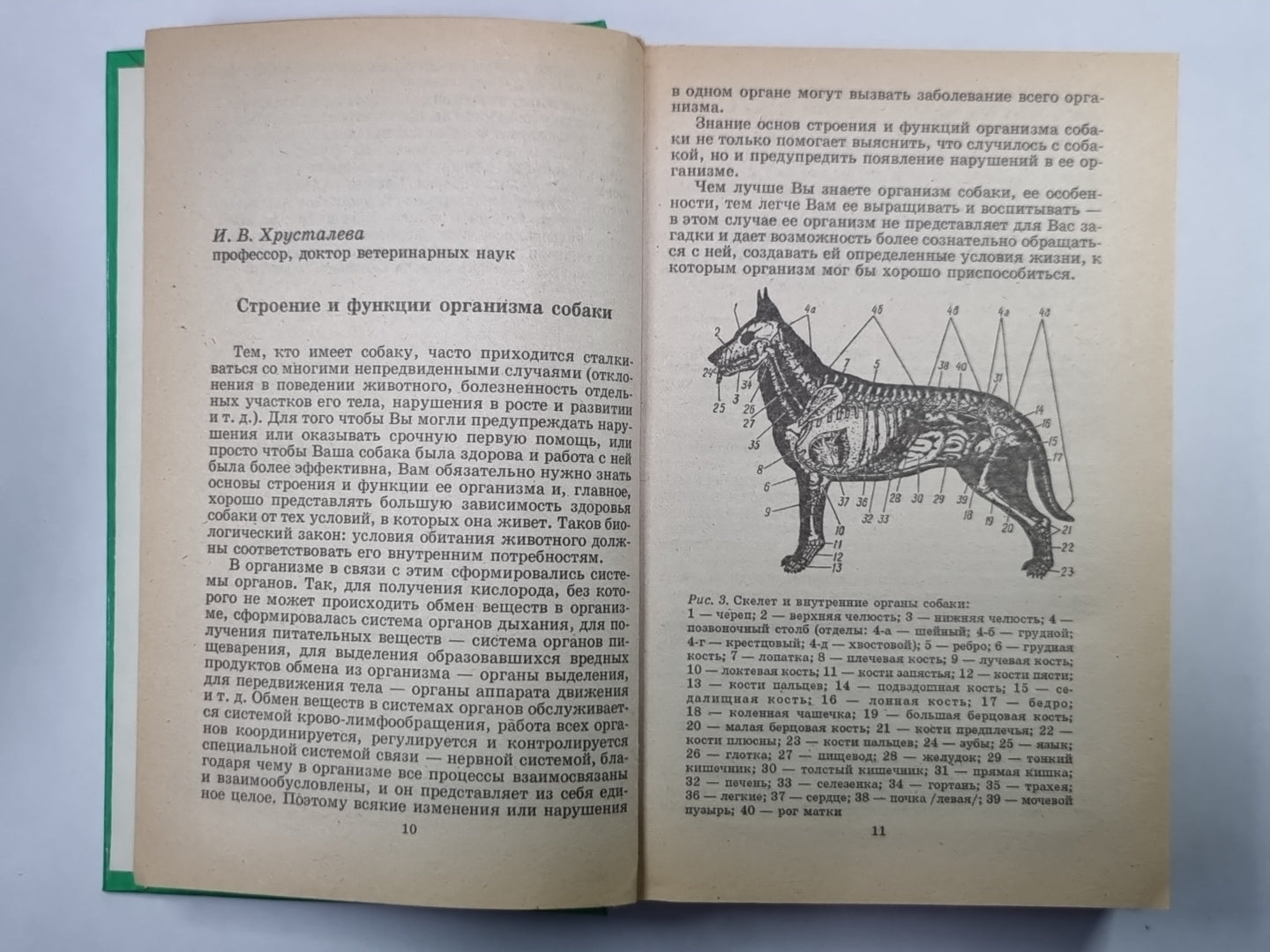 Всё о вашей собаке