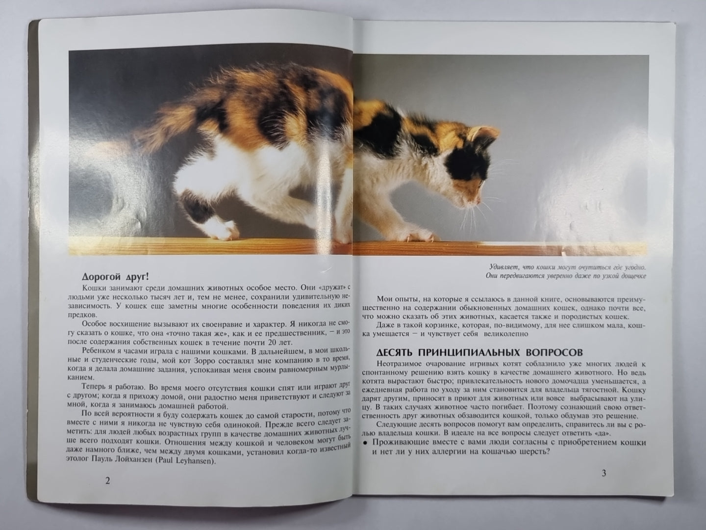 Кошки: Содержание и уход