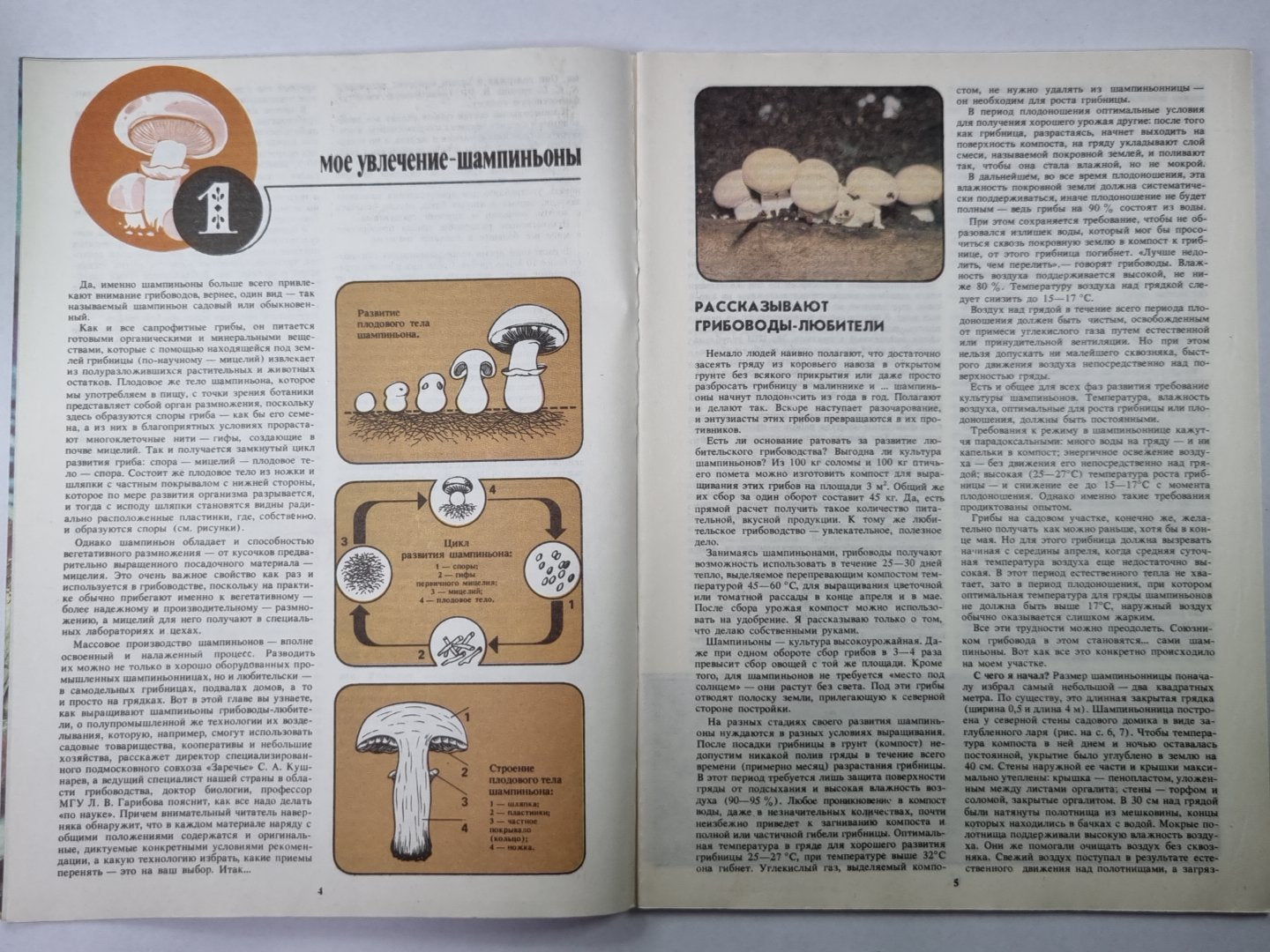 Грибы у дома. Сер. Приусадебное хозяйство